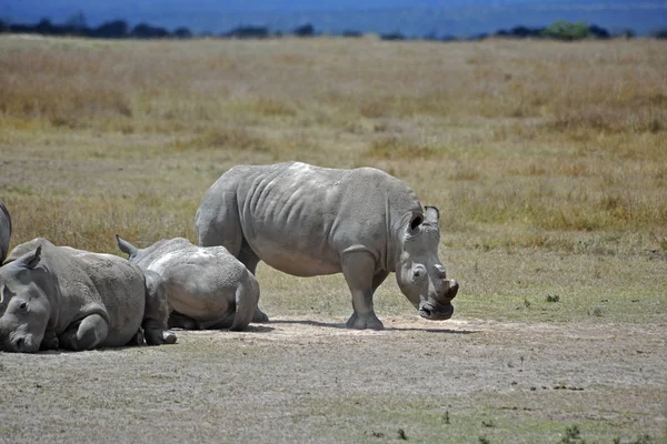 Rinoceronte Flora Fauna Cuernos Africanos Cuernos Africanos — Foto de Stock