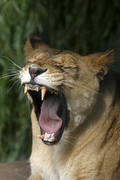 サバンナの野良猫ライオンの捕食者 — ストック写真