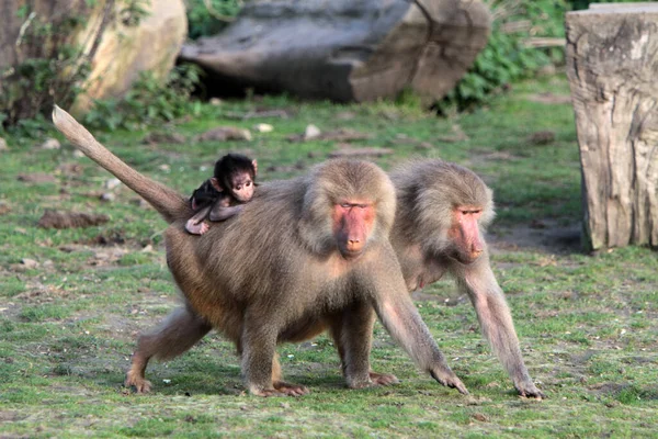 Animal Themes Monkey Nature — Stock Photo, Image