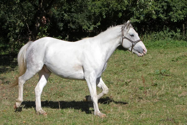Cavalo Branco Animal Equino — Fotografia de Stock