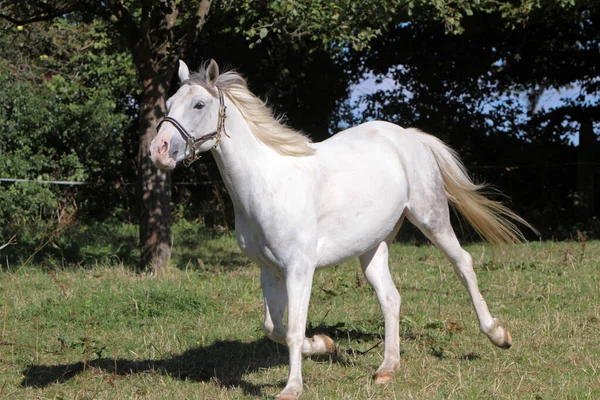 Caballo Blanco Equino —  Fotos de Stock