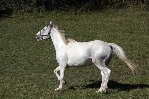 Fehér Lóféle — Stock Fotó