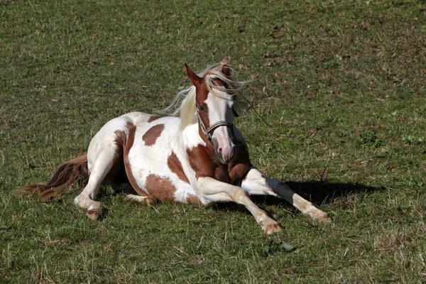 Braune Und Weiße Pinto — Stockfoto