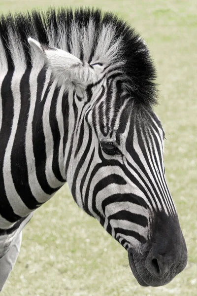 아프리카 흑색과 하얀색 얼룩말 — 스톡 사진