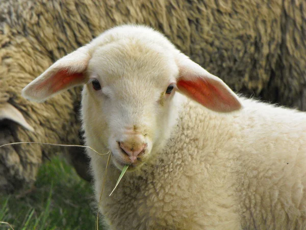 Ett Sött Vitt Lamm Fältet — Stockfoto