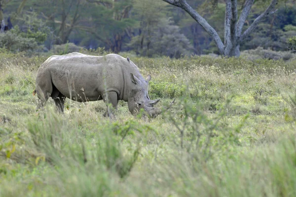 Afrikanisches Nashorn Tier Flora Und Fauna Afrikanisches Nashorn — Stockfoto