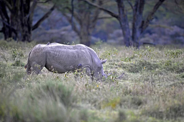非洲角犀牛 动植物 非洲角犀牛 — 图库照片
