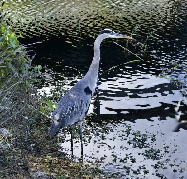 Grande Blue Heron Caça Pântano — Fotografia de Stock