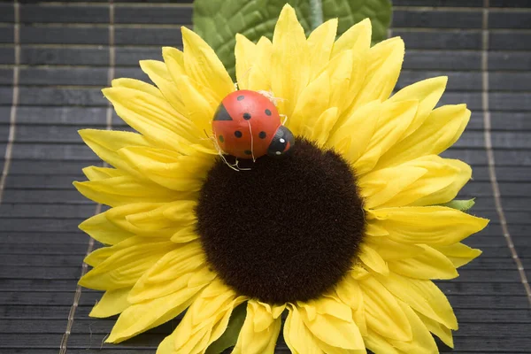 Campo Girasole Giornata Sole — Foto Stock