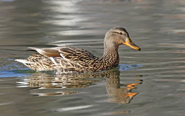 Aussichtsreiche Aussicht Auf Süße Stockente Der Natur — Stockfoto