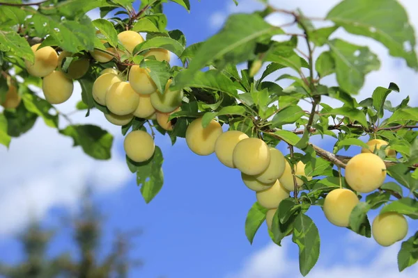 Las Cimas Amarillas Maduras Prunus Domestica Sobre Árbol Contra Cielo — Foto de Stock