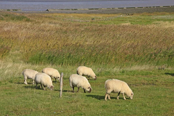Wypasanie Owiec Lesbie Północy Ostfriesland Dolna Saksonia Niemcy — Zdjęcie stockowe
