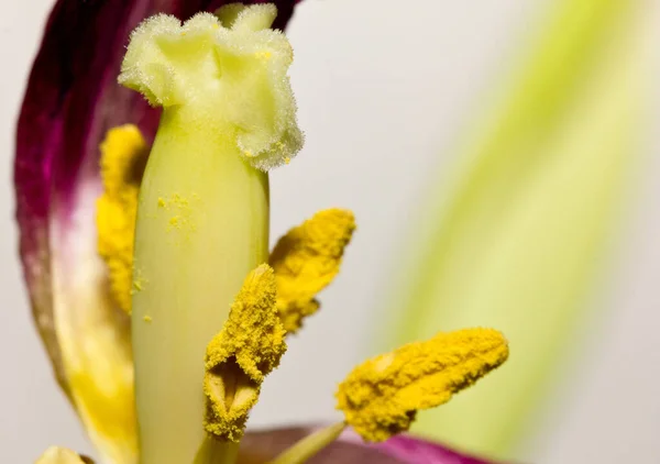 Schilderachtig Uitzicht Mooie Tulp Bloem — Stockfoto