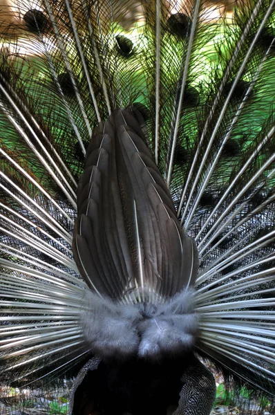 Vista Panorámica Hermoso Pájaro Naturaleza — Foto de Stock