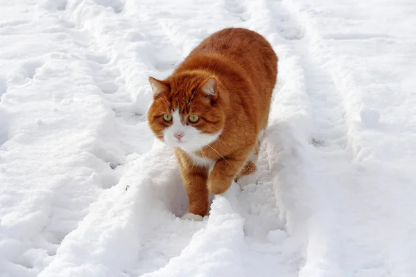 Den Röda Katten Snön — Stockfoto