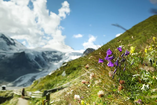 Alpäng Med Gentiana Och Örter Alperna Sommaren — Stockfoto