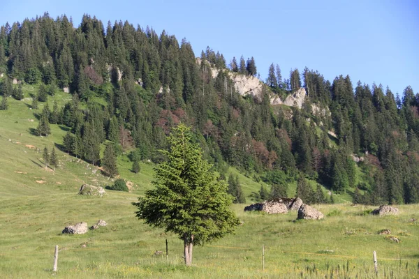 Almwiese Mit Tanne — Stockfoto