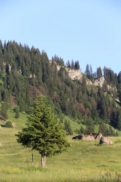 Альпийский Луг Соснами — стоковое фото
