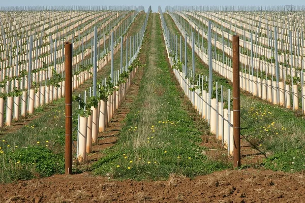 Rows Vines Row — Stock Photo, Image