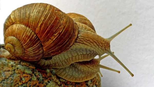在白色背景上的蜗牛 — 图库照片