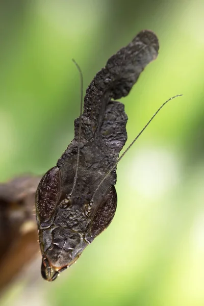 Phyllocrania Paradoxa Geisterschnecke — Stockfoto