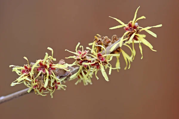 Vacker Botanisk Skott Naturliga Tapeter — Stockfoto