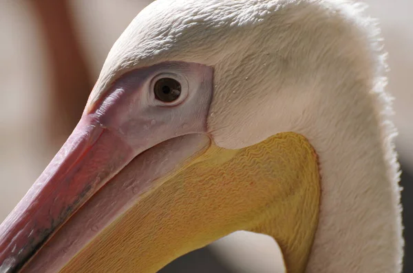 Schilderachtig Uitzicht Prachtige Pelikaan Natuur — Stockfoto