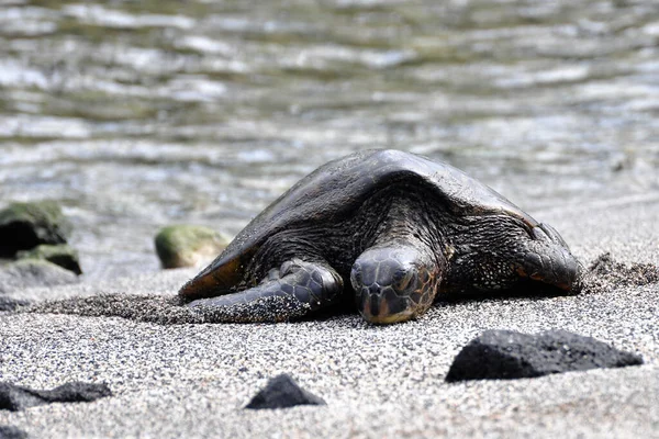 Tortuga Reptil Animal Fauna Natural — Foto de Stock