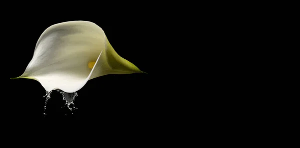 Exotique Calla Lys Fleurs Pétales Flore Botanique — Photo