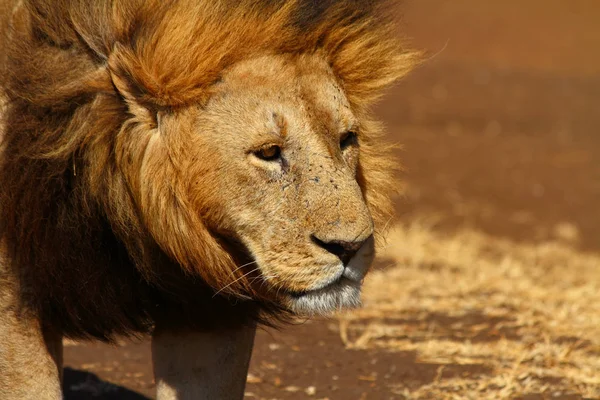 Lion Mâle Regarde Loin Tristement — Photo