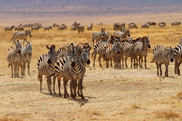 Troupeau Zèbres Animaux Sauvages — Photo