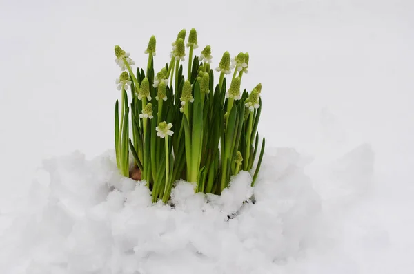 Närbild Bild Vackra Blommande Hyacint — Stockfoto