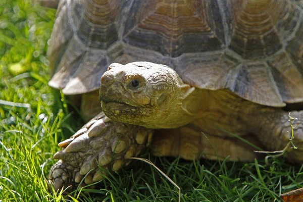 Luipaardschildpad Dierlijk Wezen — Stockfoto