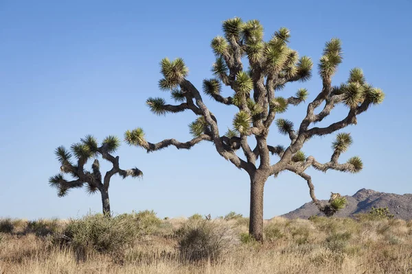 Національний Парк Дерева Йошуа Пустеля — стокове фото