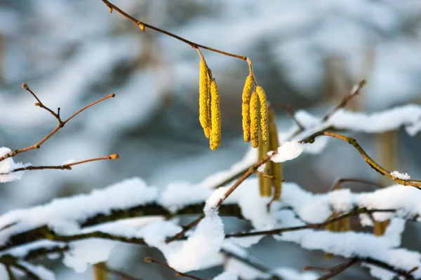 Haselnussblüte Mit Schnee — Stockfoto