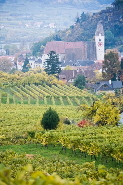 Aşağı Avusturya Nın Spitz Köyündeki Wineyard — Stok fotoğraf