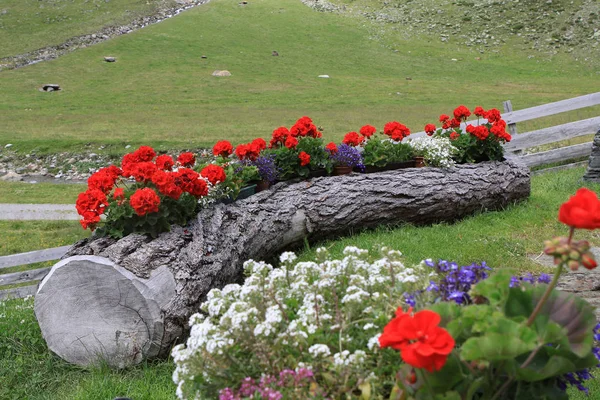 Zahradní Dekorace Pastvině Jižním Tyrolsku — Stock fotografie