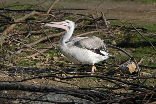 Schilderachtig Uitzicht Pelikaan Vogel Het Wild — Stockfoto