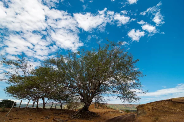 Estrada Rural Deserto Com Uma Velha Árvore Seca Torcida Huila — Fotografia de Stock