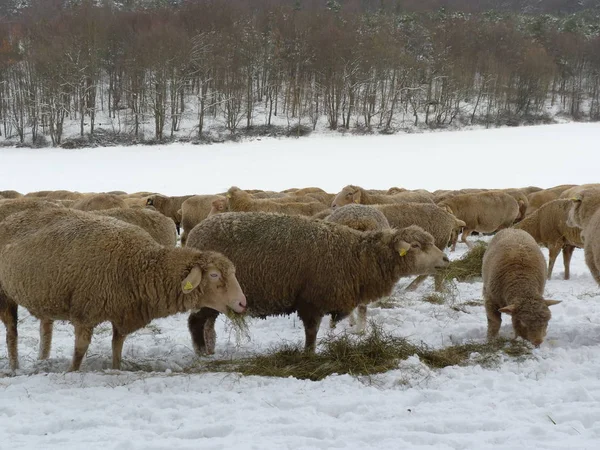 Satisfied Sheep Meal — Stock Photo, Image