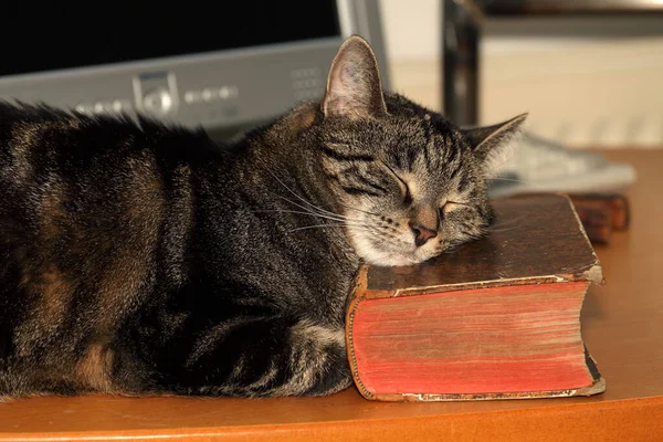 Bookend Difference Cats Use Everything Own Way — Stock Photo, Image