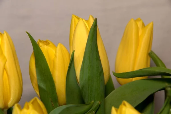 Colourful Tulips Spring Flowers — Stock Photo, Image