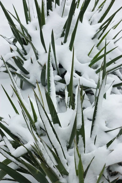 Plants covered with snow in garden