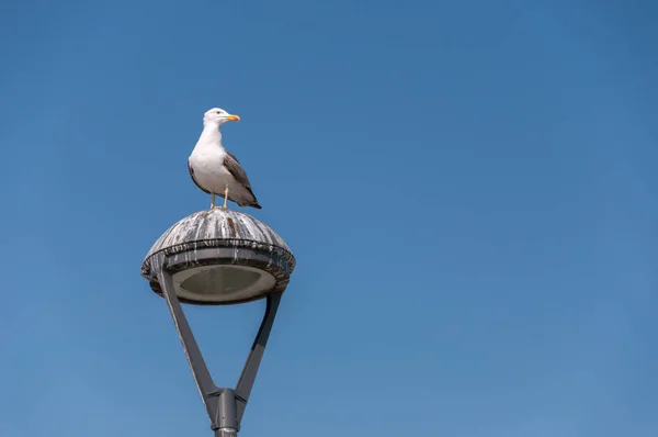 Doğadaki Güzel Martı Kuşlarının Manzarası — Stok fotoğraf