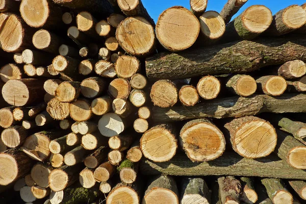 Haufen Brennholz Holzmaterial — Stockfoto