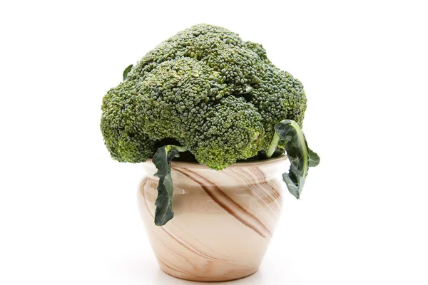 Broccoli Een Keramische Pot — Stockfoto