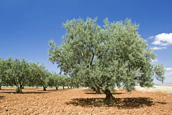 オリーブの木自然植物 — ストック写真