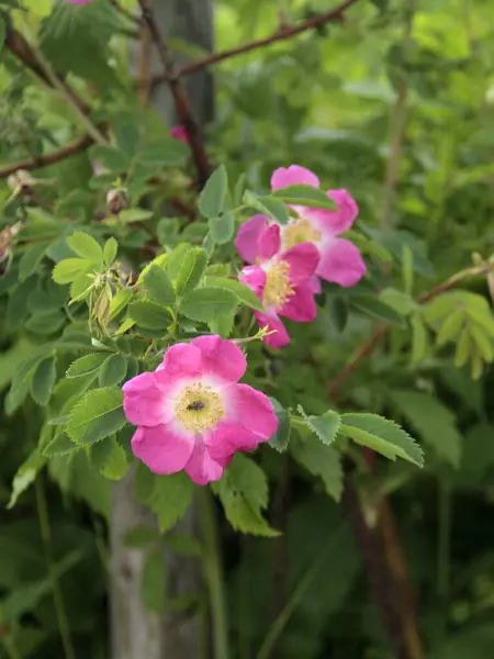 Bellissimi Fiori Sfondo Concetto Floreale — Foto Stock