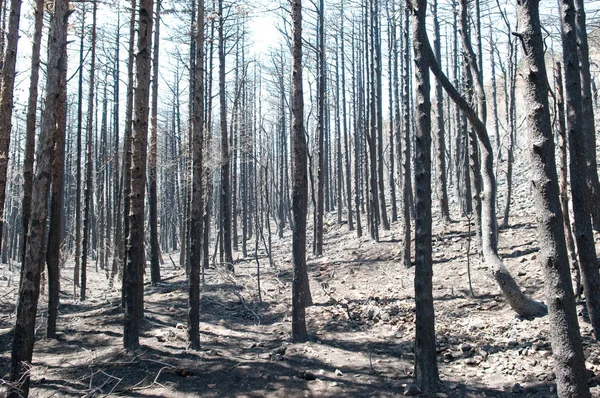 Мертвий Ліс Після Пожежі — стокове фото