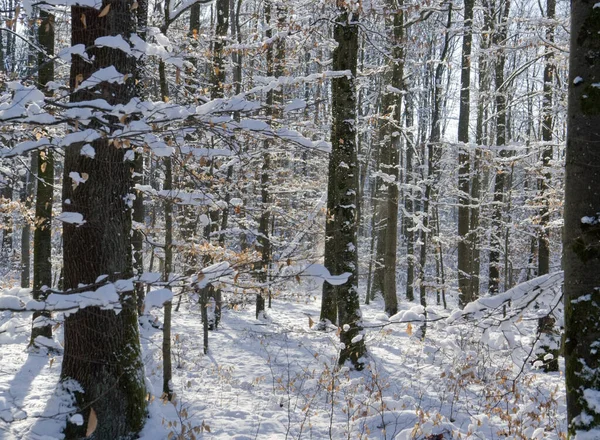 Hófödte Erdő Este Hohenlohe Ban Németország Déli Részén — Stock Fotó